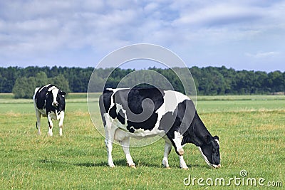 Grazing Holstein-Friesian cow in a green Dutch meadow. Stock Photo