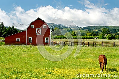 Grazing horse Stock Photo