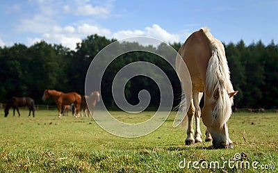 Grazing horse Stock Photo