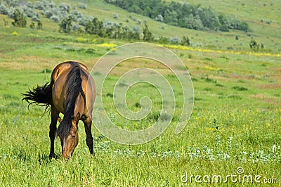 Grazing horse Stock Photo