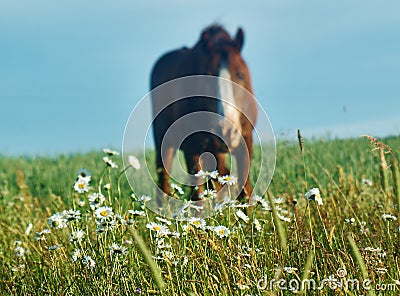 Grazing horse. Stock Photo