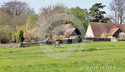 Grazing horse in an english meadow with farm in the background Stock Photo