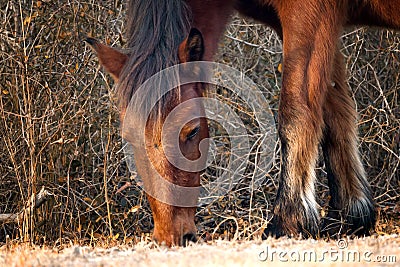 Grazing Horse Stock Photo