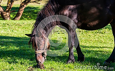 Grazing horse smells hes own excrement Stock Photo