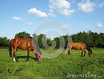 Grazing Horses Stock Photo