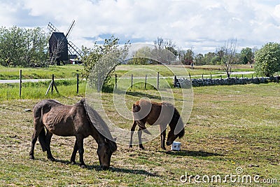 Grazing horses in a grassland with a windmill in the background Stock Photo