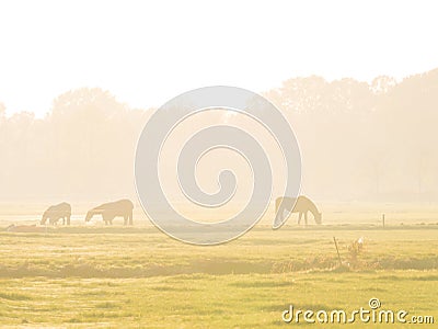 Grazing horses on meadow of farmland, Dutch polder landscape in mist, Eempolder, Netherlands Stock Photo