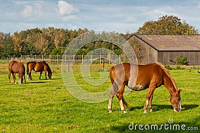 Grazing horses and an old barn Stock Photo