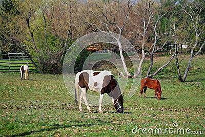 Grazing Horses Stock Photo