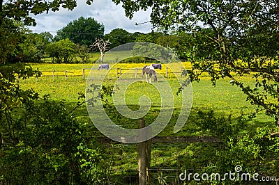 Grazing horses Stock Photo