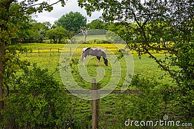 Grazing horses Stock Photo