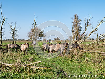 Grazing koniks and people walking in nature reserve Oostvaardersplassen, Flevoland, Netherlands Editorial Stock Photo