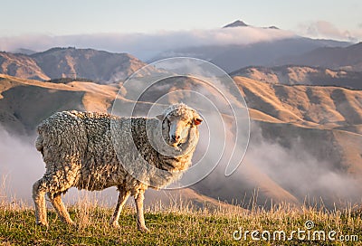 Grazing merino sheep with mountains at sunset Stock Photo