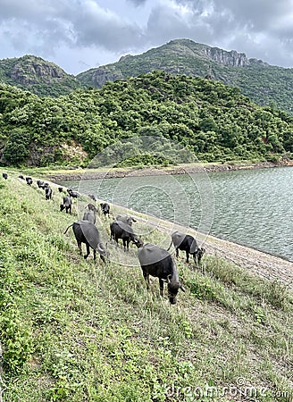 Buffaloes grazing in a riverside in Kanyakumari Tamil Nadu Stock Photo