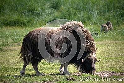 Grazing Musk Ox Stock Photo