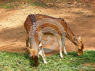 Grazing Pair of Juvenile Spotted Deer Stock Photo