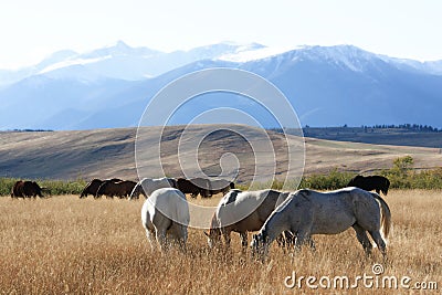 Grazing Ranch Herd Stock Photo