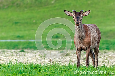 Grazing red deer stag in fresh spring meadow Stock Photo