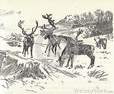 Grazing reindeer. Depiction of a prehistoric animal. Old black and white illustration. Vintage drawing. Illustration Cartoon Illustration