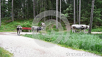 Grazing on the roads of Mosern, Austria Stock Photo