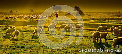 Grazing sheep Stock Photo