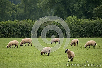 Grazing Sheep Stock Photo