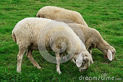 Grazing Sheep Stock Photo