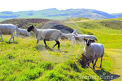 Grazing sheep at beautiful cliffs of Scotland, St Abb`s Head, UK Stock Photo