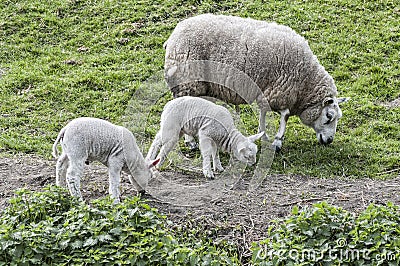 Grazing sheep and lambs on a farm Stock Photo