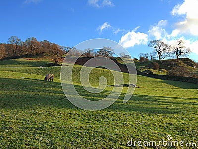 Grazing sheep near Ambleside Stock Photo