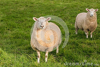 Grazing sheep, South Island, New Zealand Stock Photo