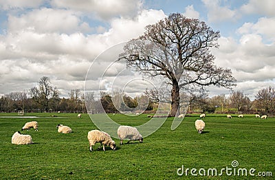 Grazing sheeps near a big oak tree Stock Photo