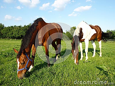 Grazing Thoroughbred Horses Stock Photo