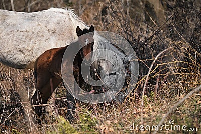 Grazing thoroughbred horses in the countryside. Large thoroughbred white and gray horse and small brown colt graze in forest and Stock Photo