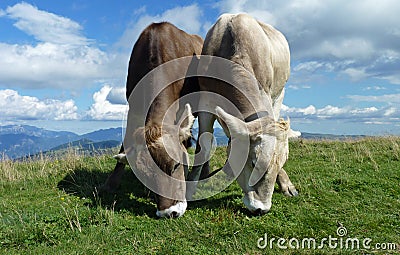 Grazing on Top of the World Stock Photo