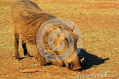 Grazing warthog Stock Photo