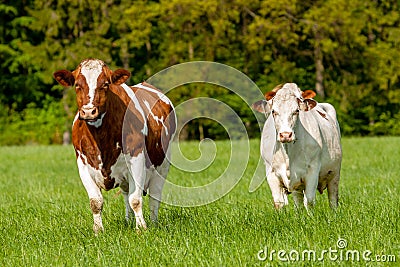 grazing white-brown cows on a green pasture - domestic animal Stock Photo