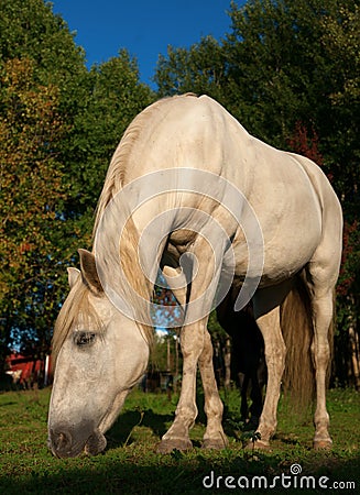 Grazing white horse Stock Photo
