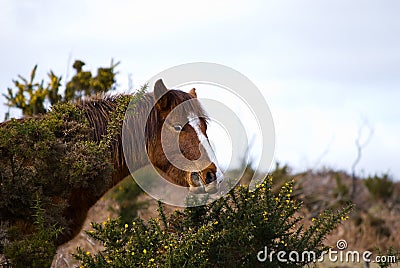 Grazing wild pony Stock Photo