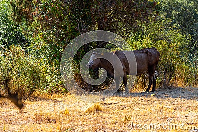 Grazing wildlife on the dry grass fields in La Pedriza National Park on the southern slopes of the Guadarrama mountain range in Ma Stock Photo