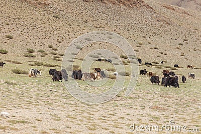 Grazing yaks in mongolian desert near the mountains. Altai, Mongolia Stock Photo