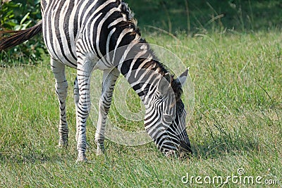 Grazing Zebra in a game park Stock Photo