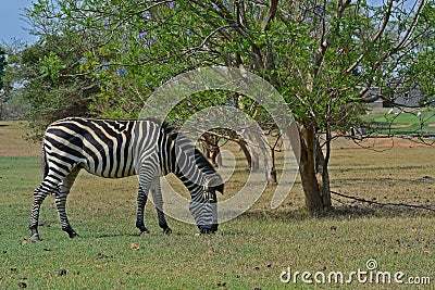 A grazing Zebra at Pazuri Outdoor Park, close by Lusaka in Zambia. Stock Photo