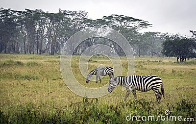 Grazing zebras in Lake Nakuru National Park Stock Photo
