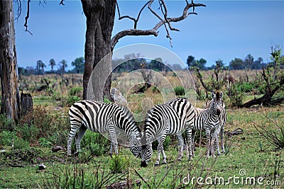 Grazing Zebras at the Okavango Delta Stock Photo