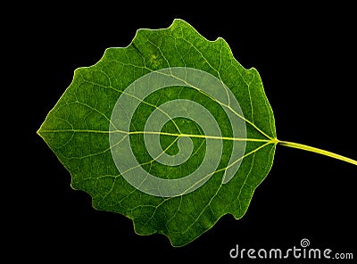 Grean leaf aspen on a black background isolated. Stock Photo