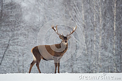 Great adult noble red deer with big beautiful horns on snowy field on forest background. Cervus Elaphus. Deer Stag Close-Up Stock Photo