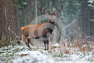 Great adult noble red deer with big beautiful horns on snowy field on forest background. European wildlife landscape with deer Stock Photo