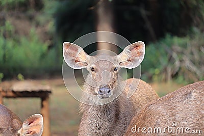 Great Adult Noble Red Deer With Big Horns, Beautifully Turned Head. European Wildlife Landscape With Deer Stag. Portrait Of Lonely Stock Photo