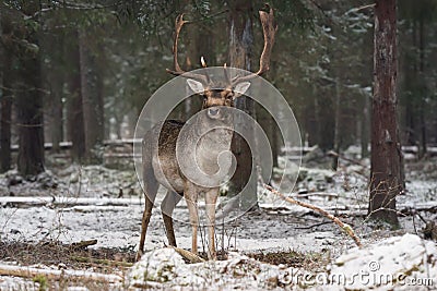 Great Adult Noble Red Deer With Big Horns Stands Among The Snow-Covered Pines And Look At You. European Wildlife Landscape With De Stock Photo